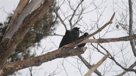 How To Find A Crow Nest Tips And Tricks For Sneaky Crows