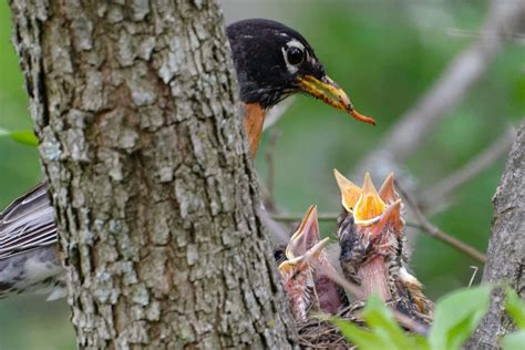 12 Things You Didnt Know About Baby Birds