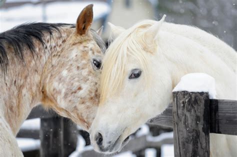 Affectionate Horses Touching In Courtship Behavior Necking Stock Photo