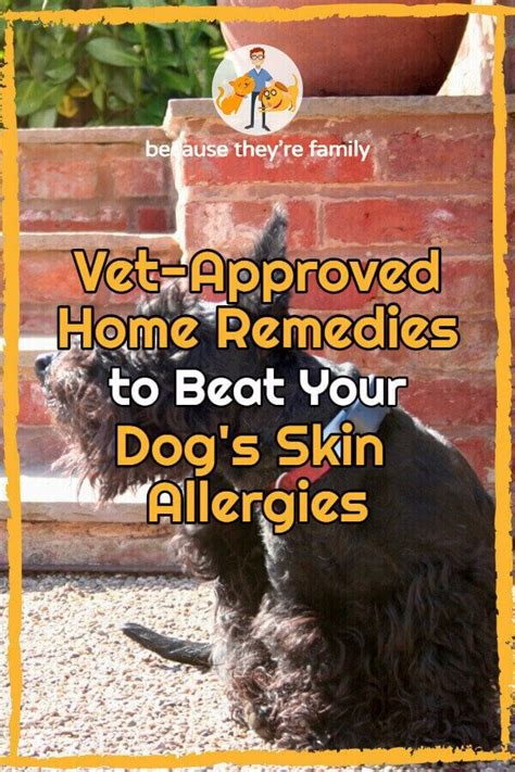 Vet Approved Home Remedies To Beat Your Dogs Skin Allergies — Our Pet