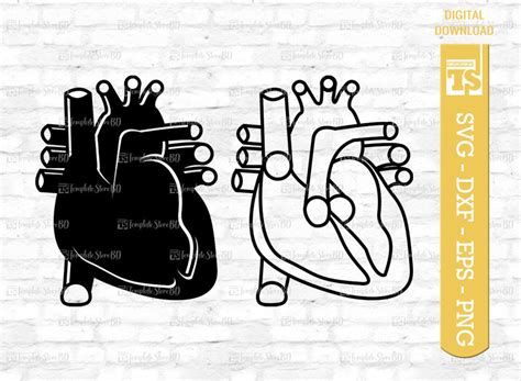 Anatomical Heart Svg Heart Svg Human Heart Clip Art Decal Nurse Life