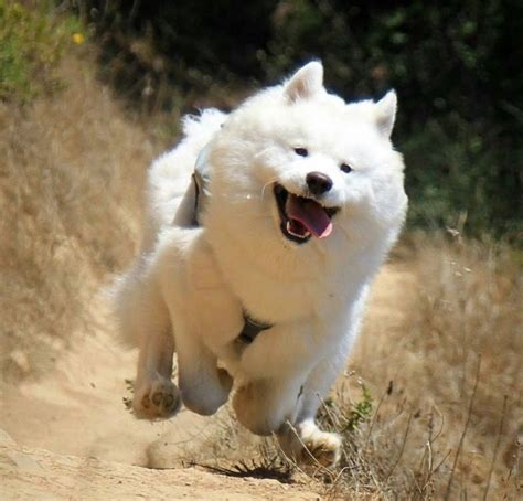 Pin By Samoyed Lover On Samoyed Funny Dog Faces Samoyed Dogs Funny