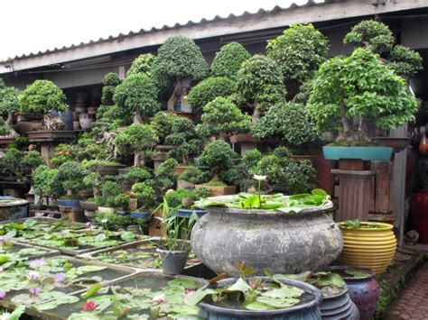 Bangkok Plant And Flower Market Bangkok For Visitors