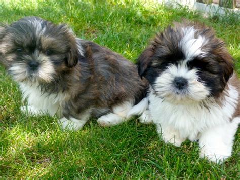 See all our little protégés waiting for their furever homes and learn more about our adoption procedures and fees. Shih Tzu for adoption Offer
