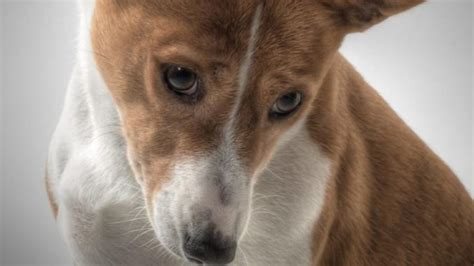 Basenji Learn Facts About The African Barkless Dog My