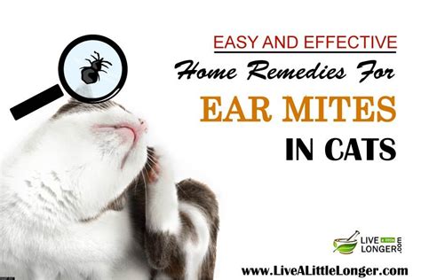 10 Best Home Remedies For Ear Mites In Cats Itchy Skin Remedy Itchy