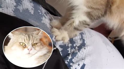 Pet Cat Gives Massage To Human With Her Paws Youtube