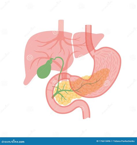 Pancreas And Gallbladder Stock Vector Illustration Of Duodenum 176613496