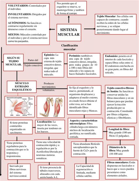 Mapas Conceptuales Del Sistema Muscular Descargar
