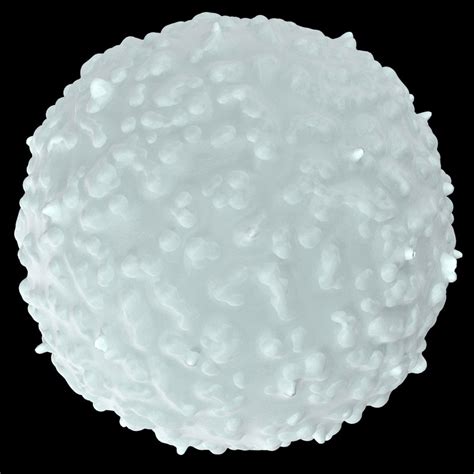 White Blood Cell 3d Turbosquid 1259683