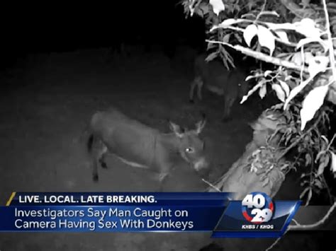 Man Admits He Was High When Having Sex With Donkeys