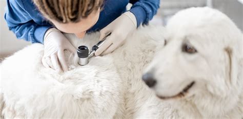 All You Need To Know About Skin Problems In Dogs The Vets