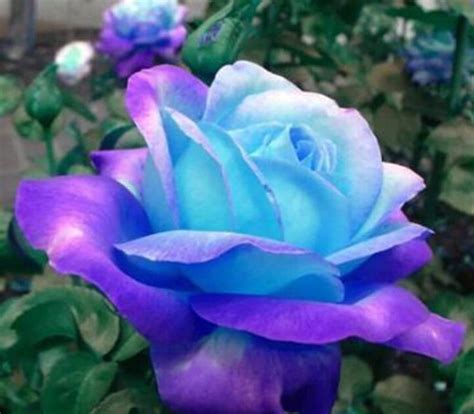 희귀 퍼플 블루 로즈 꽃 자연 희귀 장미 Hd 월페이퍼 Pxfuel