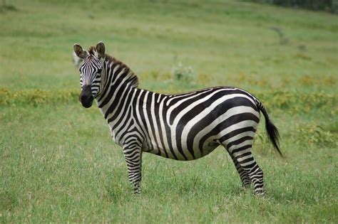 Animal World Zebra Facts And Info With Beautiful Images 2013
