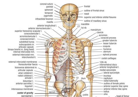 Anatomi Tubuh Manusia Pengertian Fungsi Sistem Susuna Vrogue Co