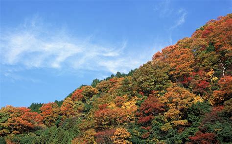 Browngreen And Orange Leaved Mountain Trees Scenery Under Blue Sunny