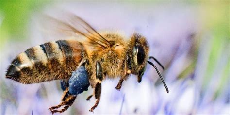 Lassen sie sich faszinieren von dieser geheimnisvollen und in ihrer existenz bedrohten biene europas. Biene oder Wespe: Wo ist der Unterschied?