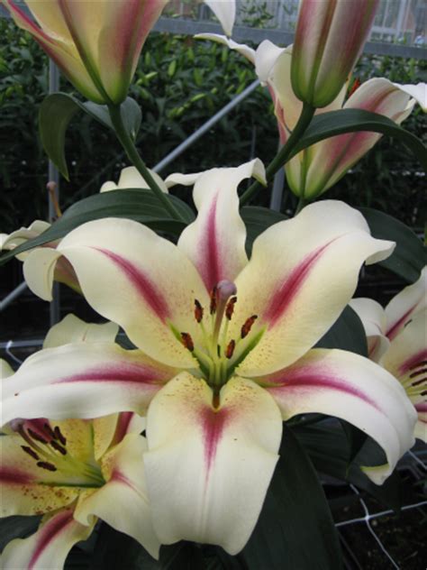Nymph Oriental Trumpet Lilies Lily Bulbs Gold Medal Winning Harts