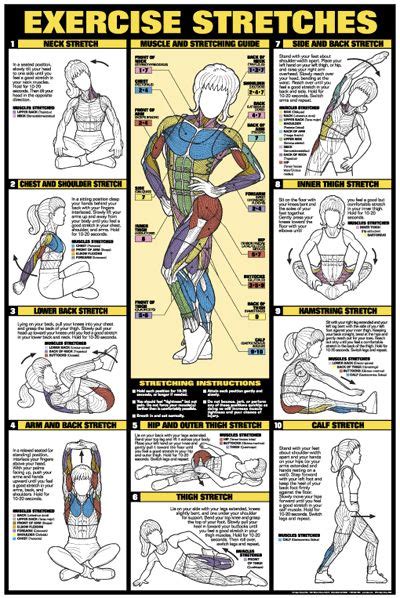 There are two types of exercise, a man or woman can have in their free time. Women's Exercise Stretches Stretching Professional Fitness Wall Chart Poster - Fitnus Corp (With ...