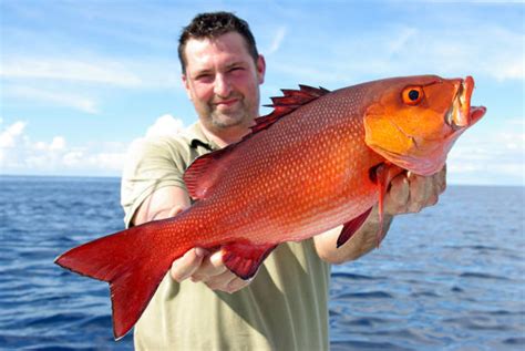 Fishing Red Snapper Fish Species