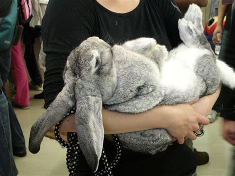 7 Big Facts About The Flemish Giant Rabbit Mental Floss