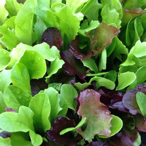 Salad is any of a wide variety of dishes including: Cut & Come Again Salad leaf Seeds - Mesclun Mixed