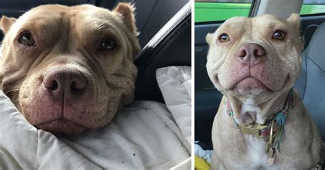 Pit Bull Cant Stop Smiling Since She Was Rescued Goodfullness