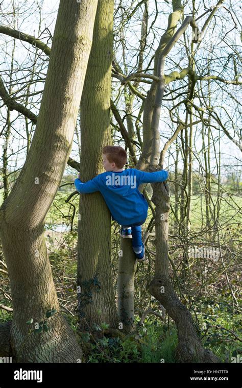 A Young Teenage Boy Climbing A Tree In The Countryside Stock Photo Alamy
