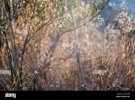 Wild Dry Grass With Blurry Background Stock Photo Alamy