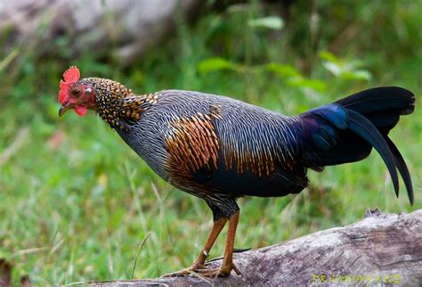 Jungle Fowl Birds Chicken Breeds Pheasant