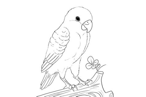 Mewarnai Sketsa Gambar Burung Lovebird Mudah Bagus