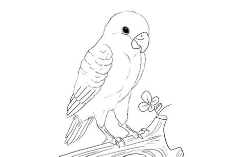 Download Sketsa Gambar Burung Lovebird, Ini Jenis-Jenisnya