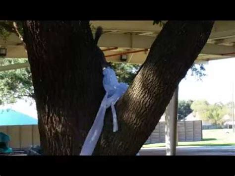 Squirrels Stealing Toilet Paper From Restroom Pt Youtube