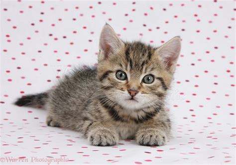 Cute Tabby Kitten On Polka Dot Background Photo Wp36418