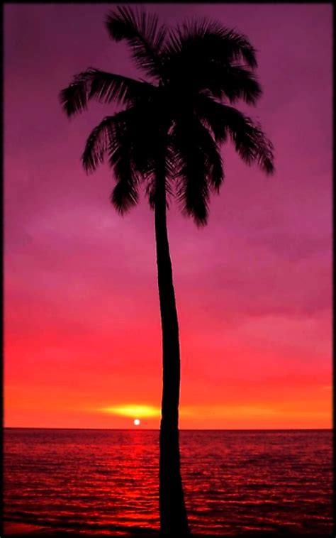 Sunset Mobile And Purple Palm Tree Palm Trees Sunset Hd Phone