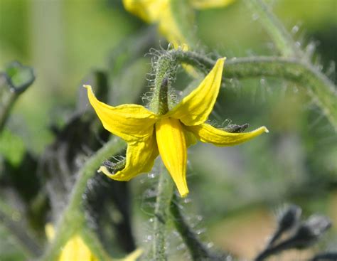 El Cultivo Del Tomate Crecimiento Y Floración Agrorganics Huerto