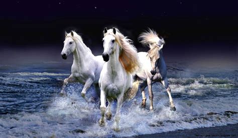 Horses Running In The Water Amazing Wallpapers
