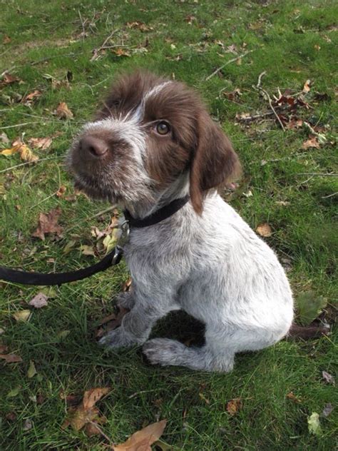 Puppy griffon german wirehaired pointer. German wirehaired pointer, Pointer puppies, Dog names