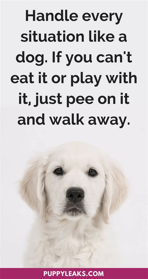 50 Cute And Funny Dog Quotes Puppy Leaks