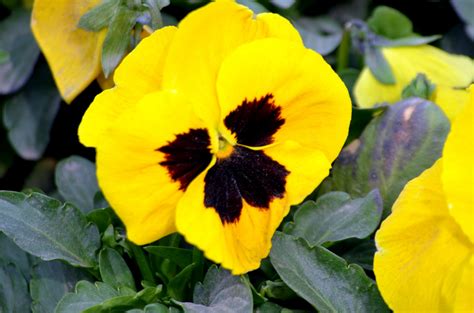 Yellow Pansy Free Stock Photo Public Domain Pictures