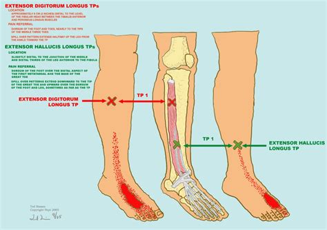 Extensor Hallucis Longus And Extensor Digitorum Longus