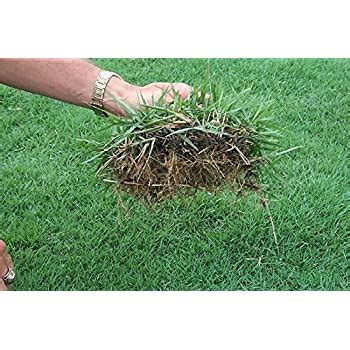What's the difference between a free horse, a $500 horse, a $5,000 horse and one that can cost well over the $10,000 most casual riders will be buying horses well below the $10,000 mark. Amazon.com : Zoysia grass seeds 1/8 lb : Garden & Outdoor