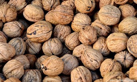 Interesting Facts About Walnuts Just Fun Facts