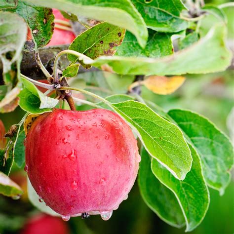 Apfel: Die ideale Zwischenmahlzeit | Die Techniker