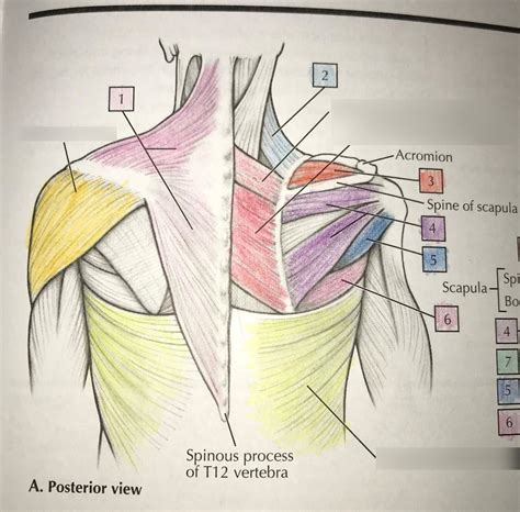 Shoulder Joint Origins And Insertions Diagram Quizlet