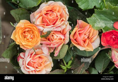 Pink Roses Ornamental Beautiful Stock Photo Alamy