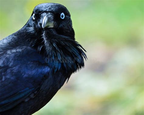 Crow Closeup Stock Image Image Of Blue Outdoors Wild 87761633