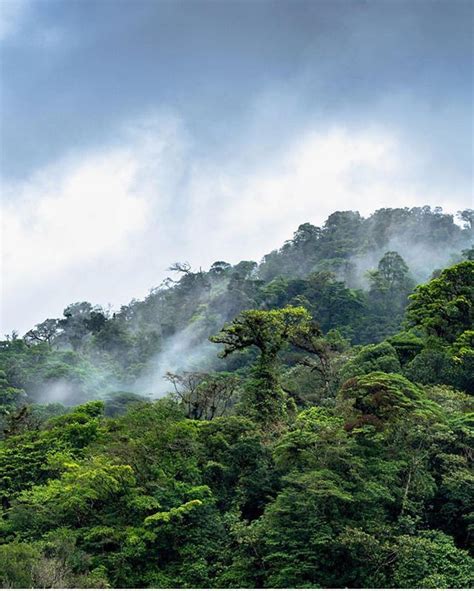 The Cloud Forests Of Costa Rica Are Characterized By Near 100 Humidity