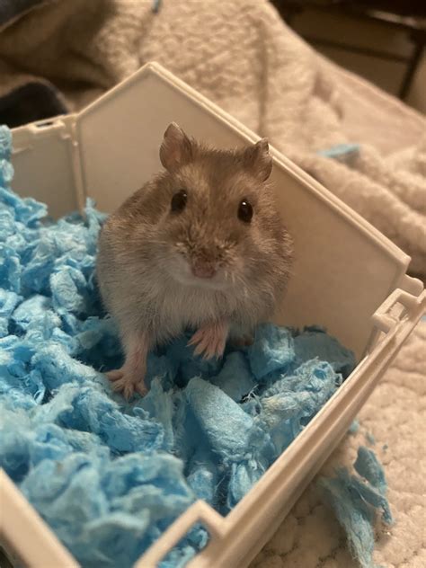 Winter White Russian Dwarf Hamster For Sale In Harris County 1