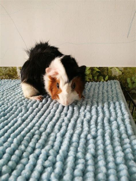 Guinea Pig Small And Furry Adopted 4 Years 10 Months Cupcake And Teddy